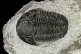 Detailed Gerastos Trilobite Fossil - Morocco #119004-3